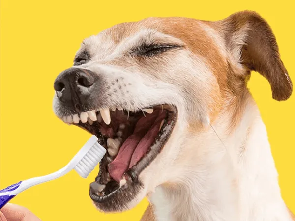 petsmile