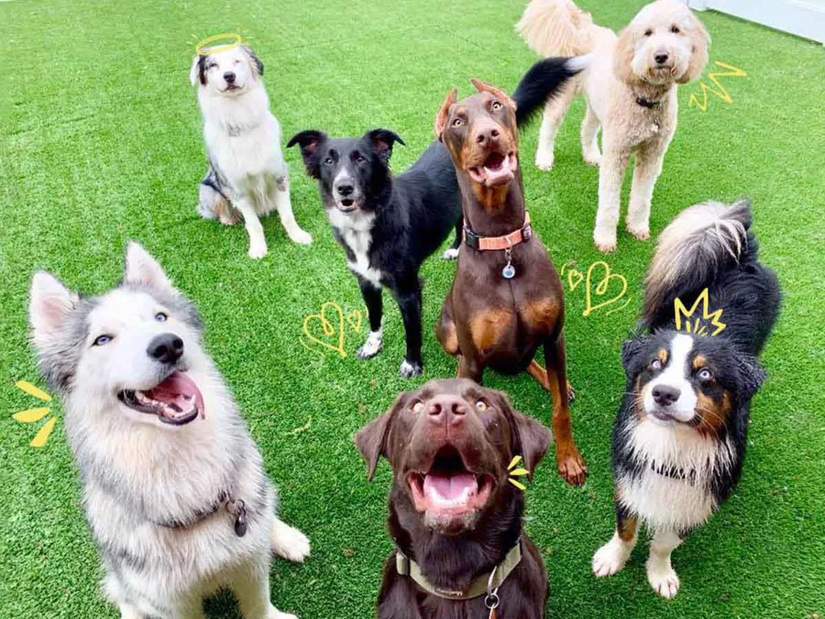 Camp Bow Wow