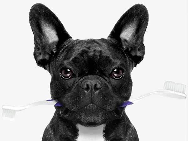 petsmile